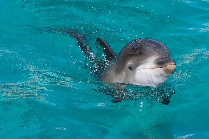 Full-Day Dolphin House Snorkeling Experience with Lunch