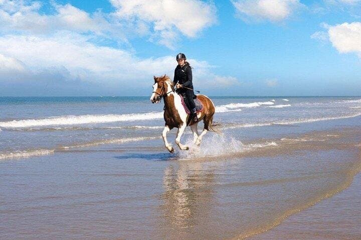 Passeggiata a cavallo di 1 ora sulla spiaggia di Nabq Bay e trasferimenti–Sharm El Sheikh