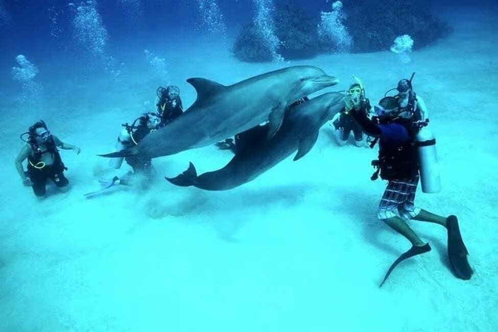 El Gouna Lagoon, Diving with Dolphin, Snorkeling & Lunch