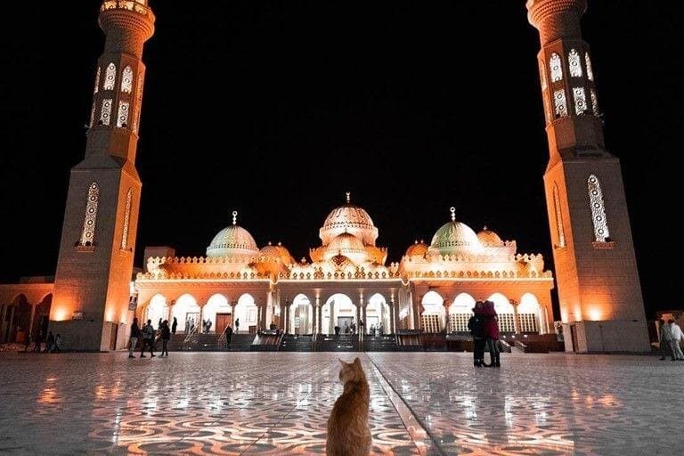 City Tour with Seafood Lunch, Mosque & Shopping - Hurghada