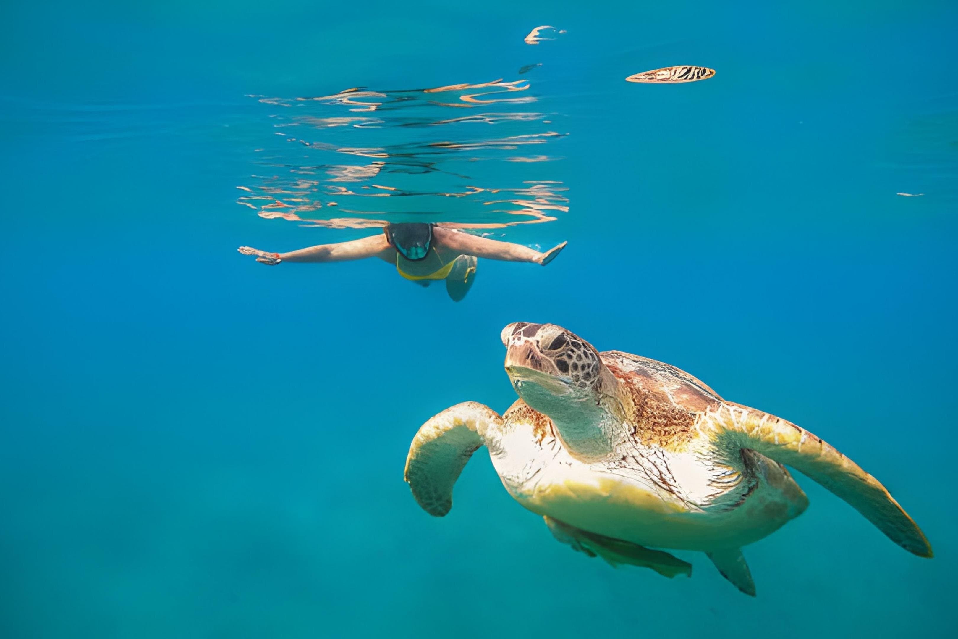 From Marsa Alam: Marsa Mubarak Snorkeling : Sea Turtles & Dugong