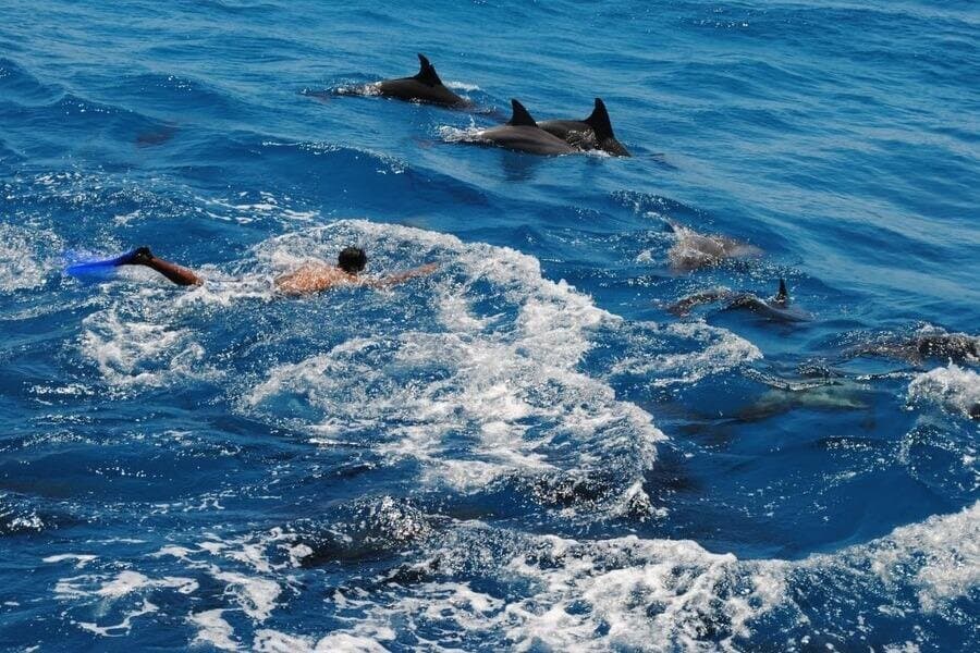 Hurghada Dolphin House Full-Day Snorkeling Trip + Fresh Sea Lunch