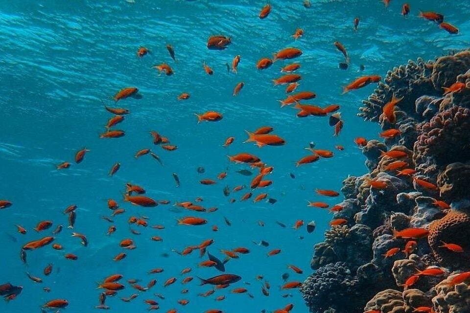 Ras Mohammed &White Island Snorkeling Cruise from Sharm El Sheikh