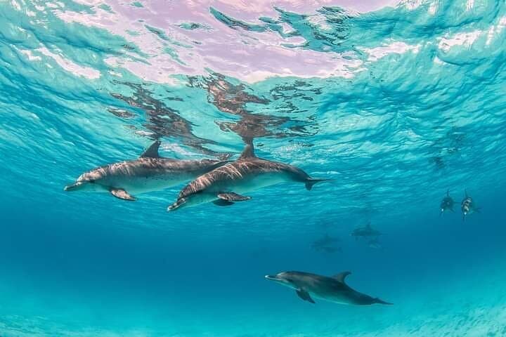Speed Boat 4 Hours Snorkeling swimming with Dolphins,White island