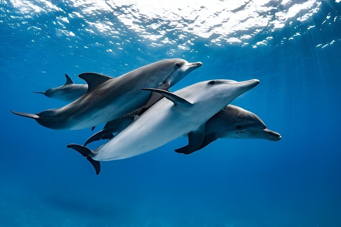 Dolphin House trip & Snorkiling in Hurghada