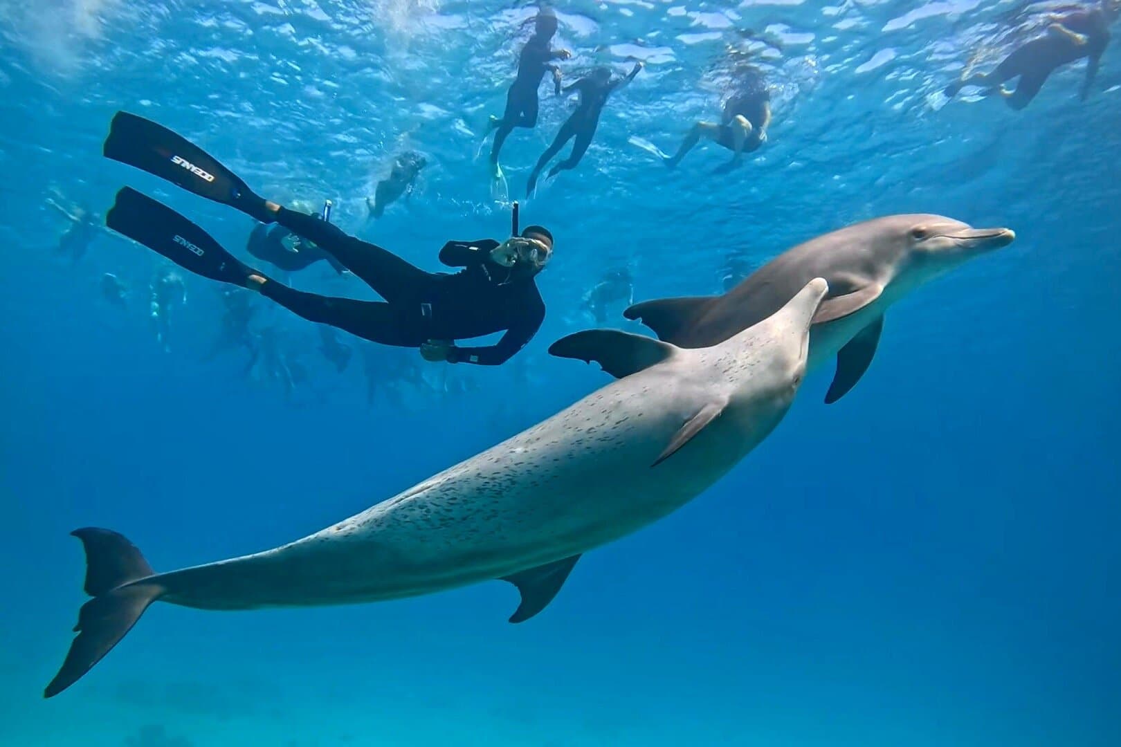 Dolphin House Trip Swim with Dolphins and Snorkeling in Hurghada