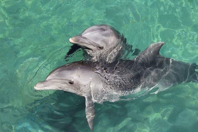 Snorkeling in the Dolphin's House spot, Lunch, Ex Fun