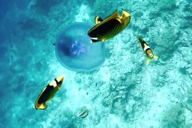 Diving in Hurghada