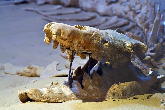 Full-Day Fayoum Oasis Private Tour from Cairo or Giza