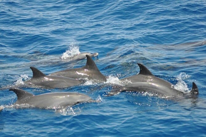 Tour de delfines, banana boat y snorkel desde Hurghada