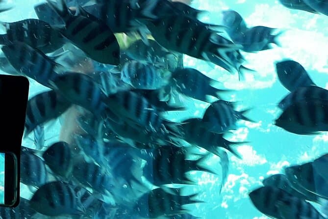 Semi submarine trip in hurghada