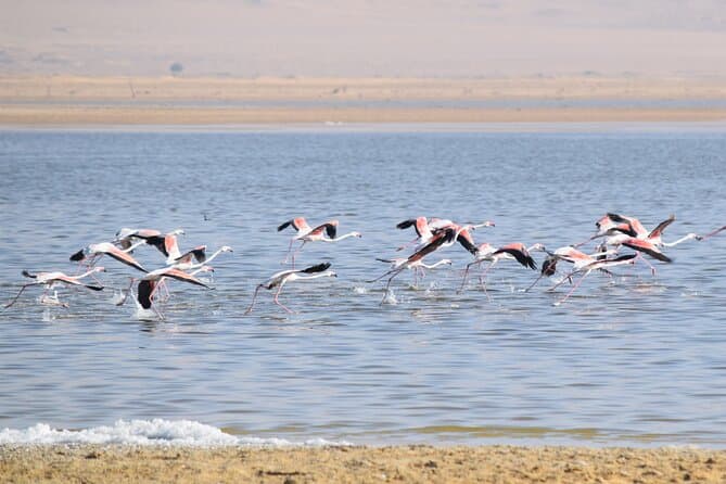 Full-Day Bird Watching Private Experience at Fayoum