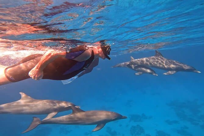 Zwemmen met dolfijnen bij Dolphin House met lunch - Hurghada