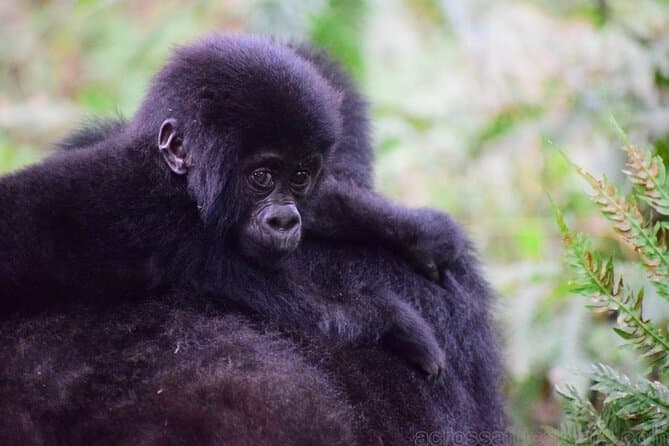 Experience South Cameroon Safari 4 Days 3 Nights
