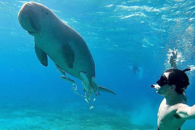 Marsa Alam Snorkeling Adventure with Dugongs and Sea Turtles