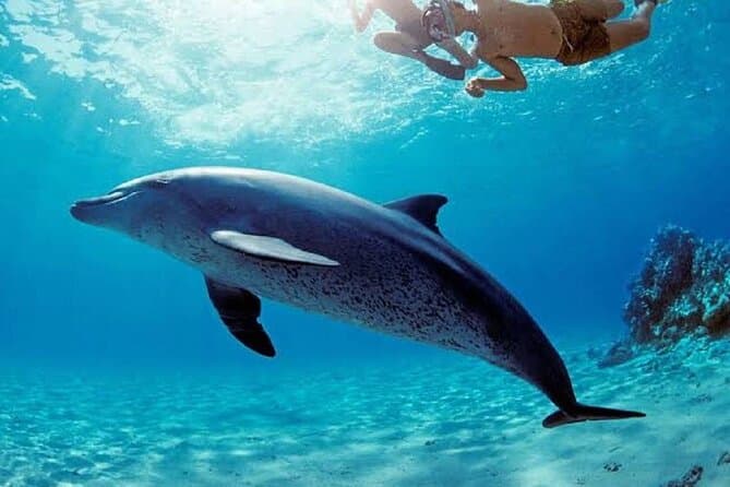 VIP Snorkeling Dolphins House Tour Swim Close to Wilde Dolphins