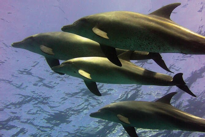 Hurghada Premium Dolphin Snorkeling Cruise with Lunch
