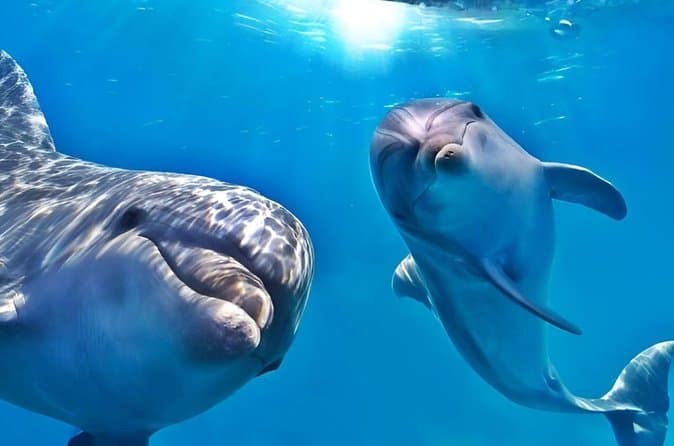 Dolphins house & snorkeling