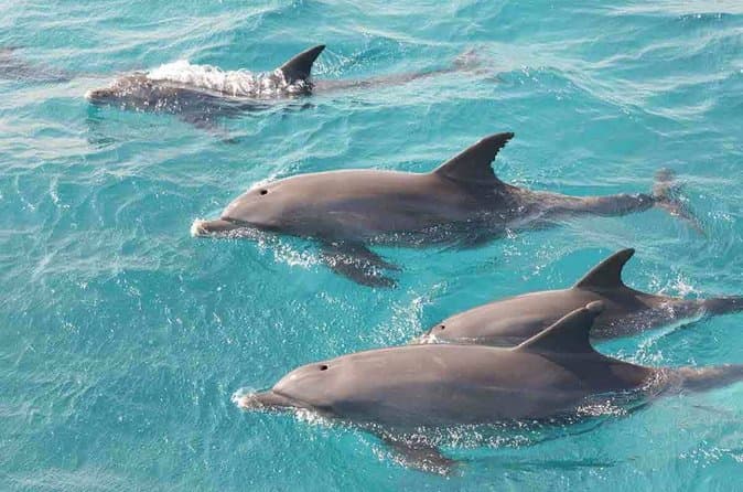 Dolphins House Swim & Snorkeling with Lunch and Drinks