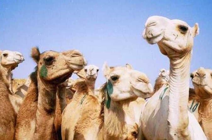 Unusual Tour To The Camel Market Of Birqash