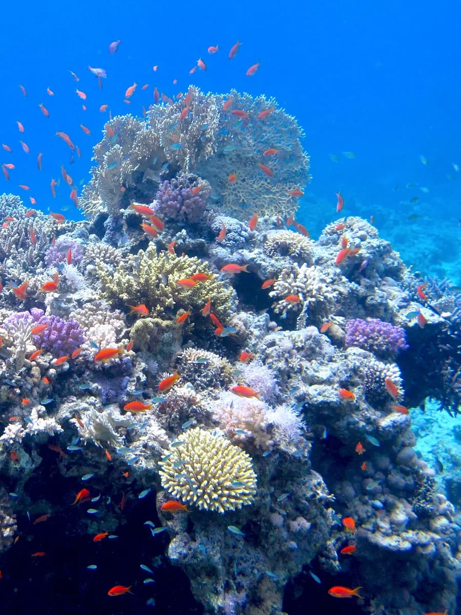 Sharm El Sheikh