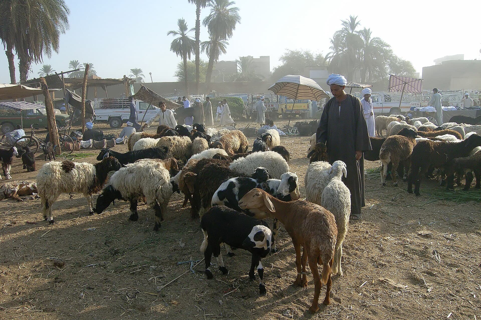 The animal market at Daraw