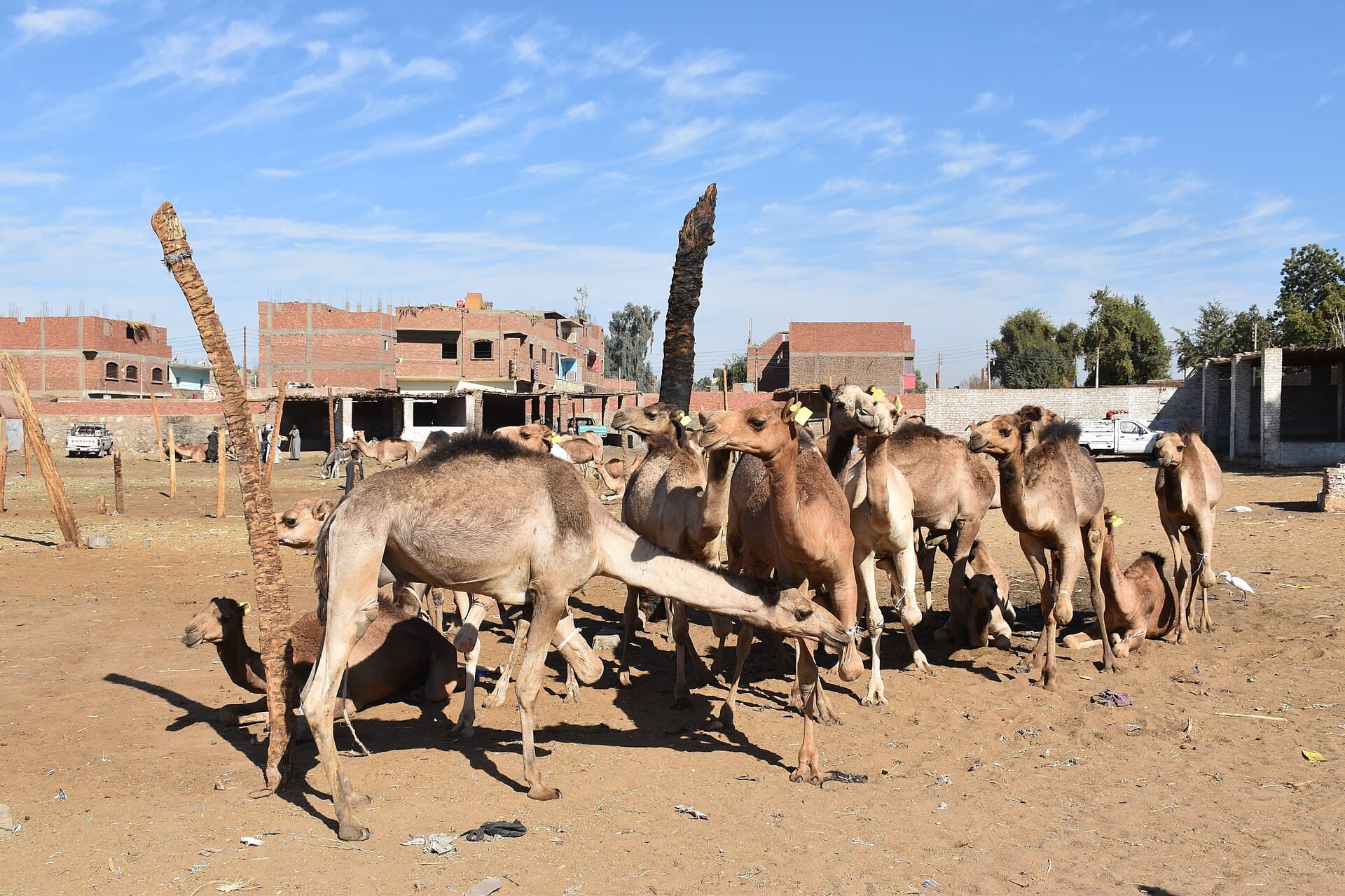 The camel market at Daraw, north of Aswan