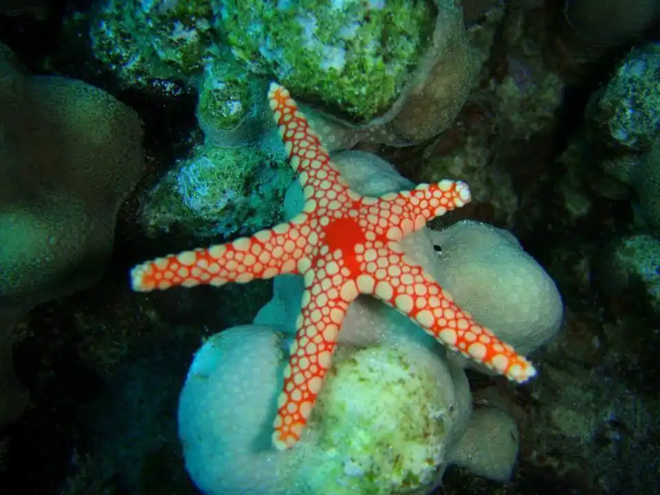 Aqua Nabq Diving