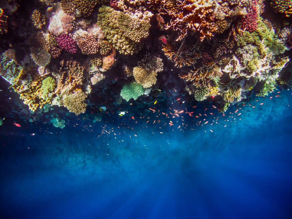 Aqua sharm Diving College