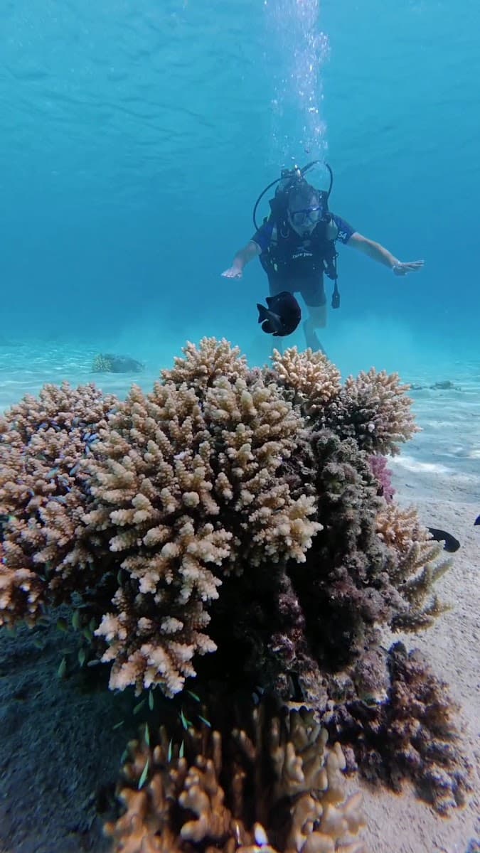 Blue Marlin Diving Center