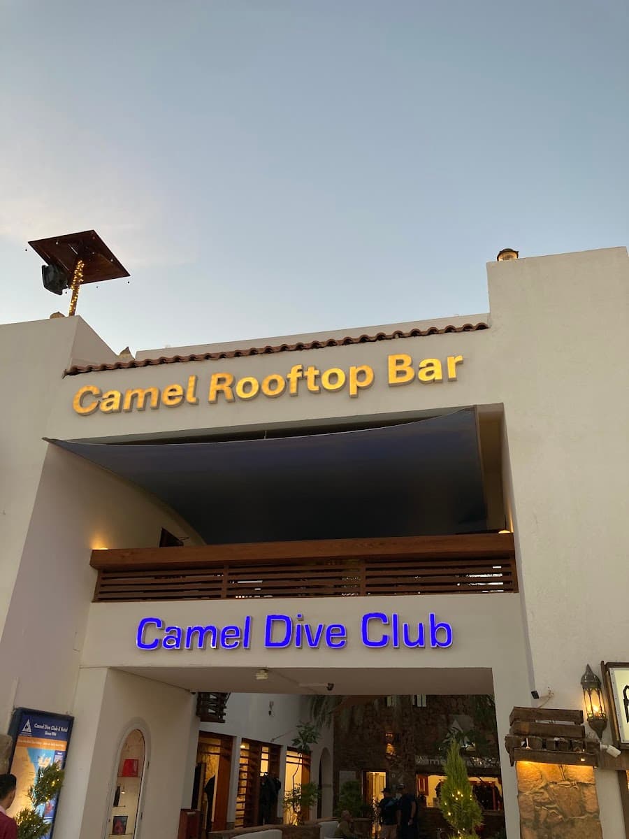 Camel