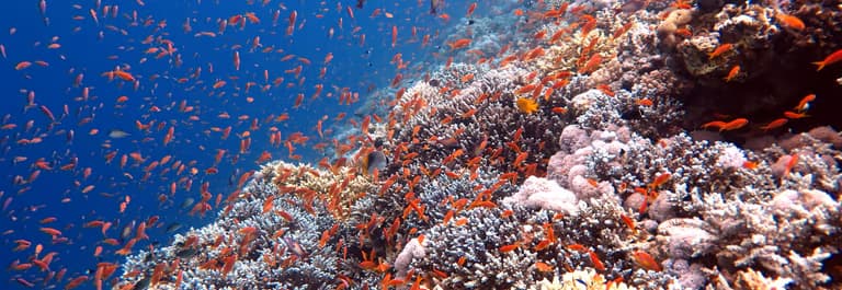 Deep Blue Divers