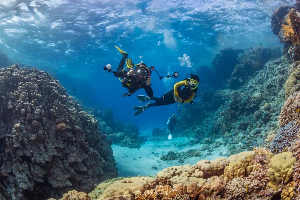 Dive In
