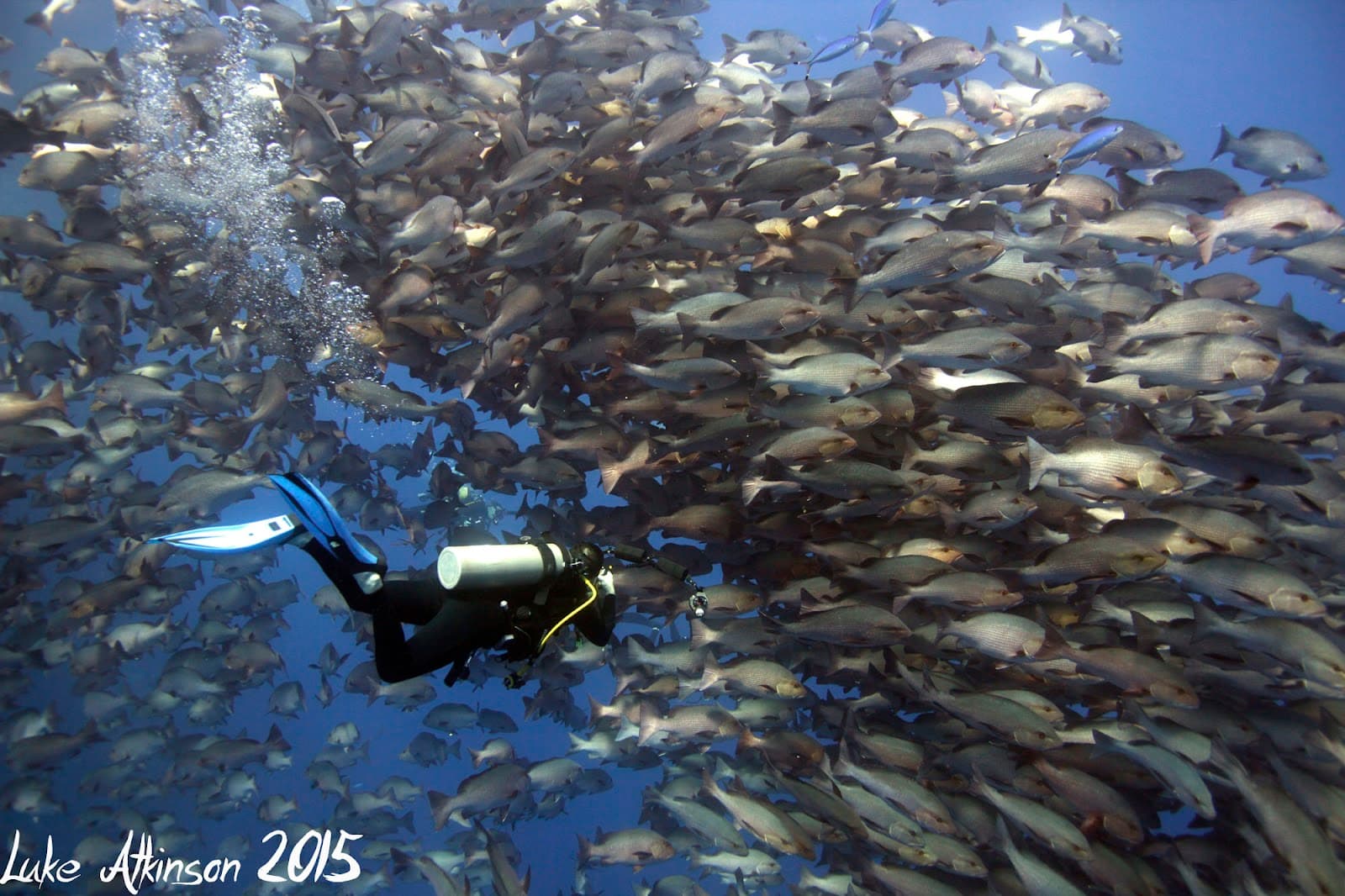 Emperor Divers Sharm