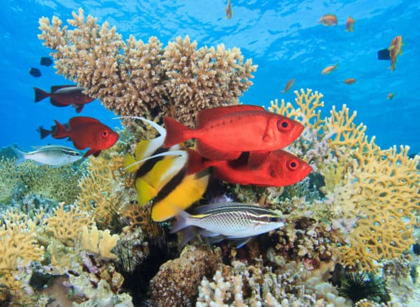 Fantasea Divers