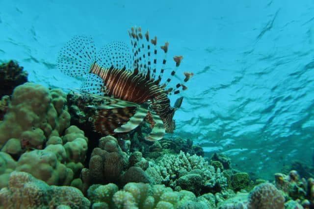 Tauchen Hurghada Gago Blue