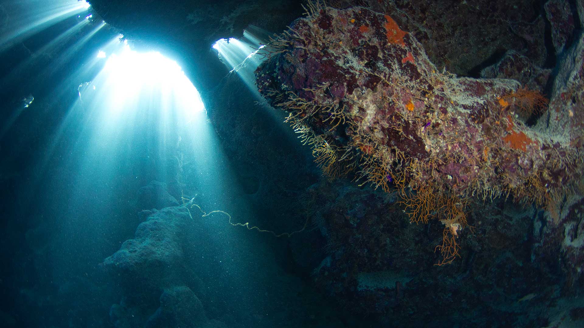 Red Sea Diving College Sultana