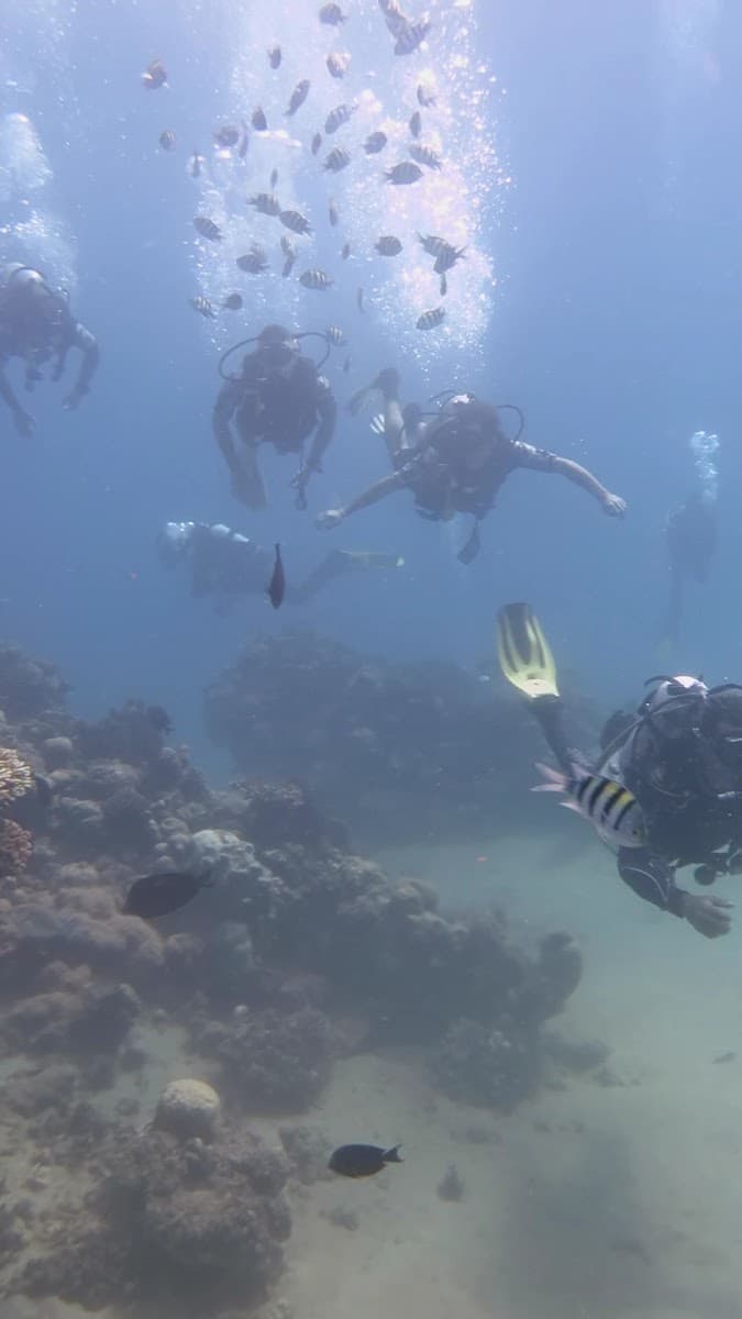 Red sea Marin