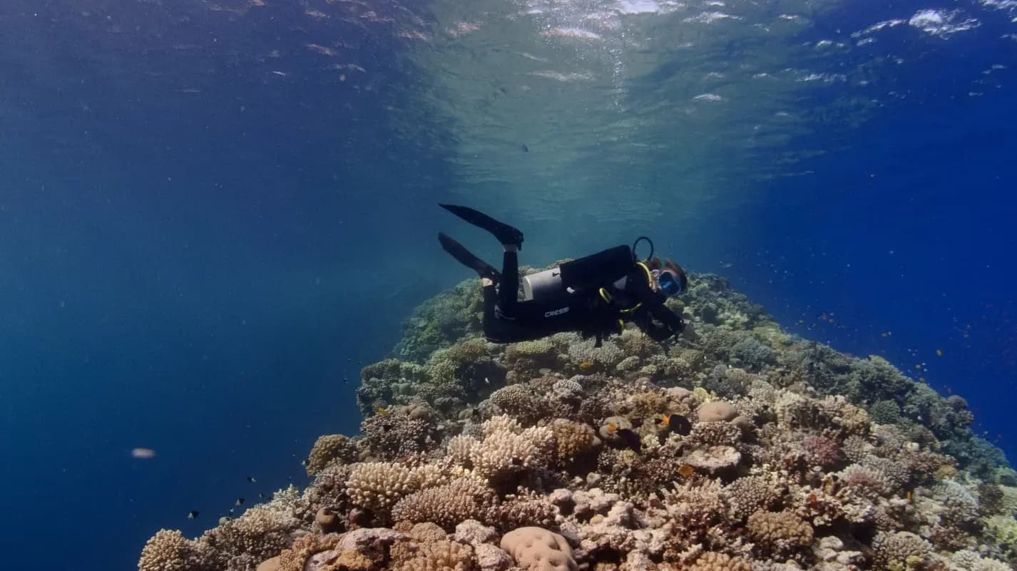 Red Sea Tribe