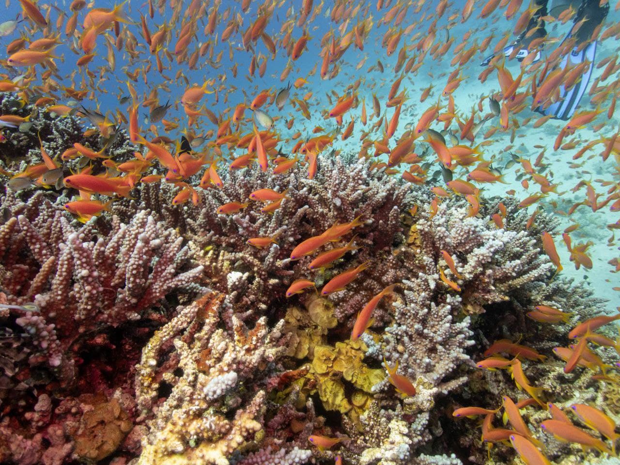 Reef 2000