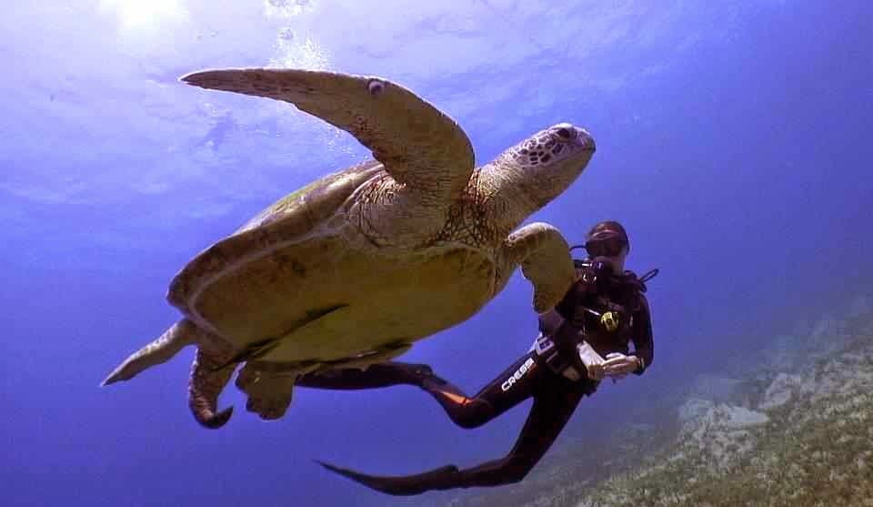 Reef Oasis Dive Club