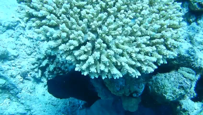 Scorpion Diving School