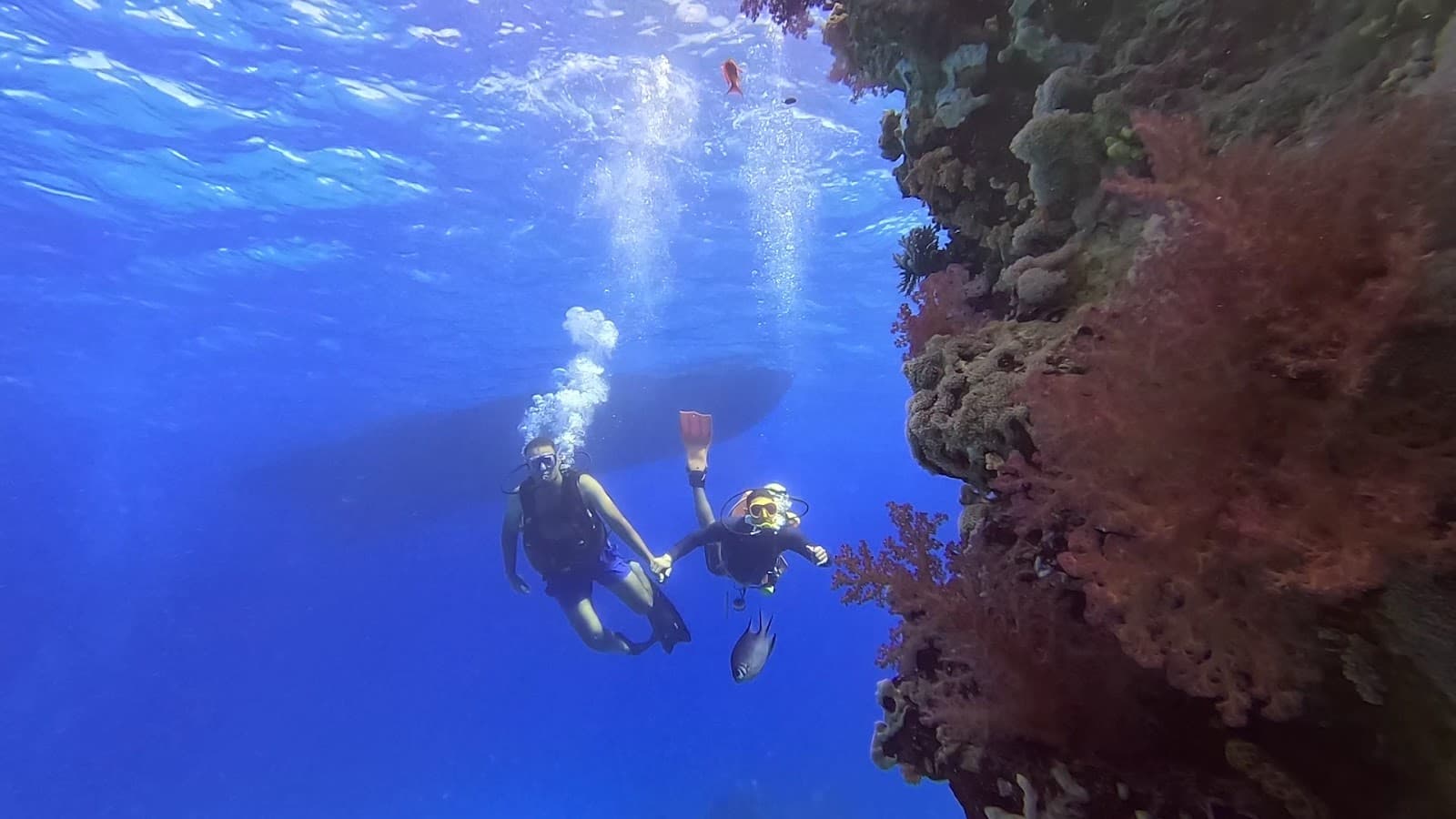 Sea Life Sharm