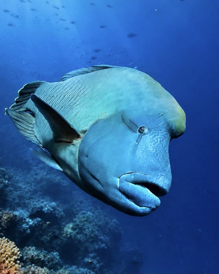Sea Max Sharm