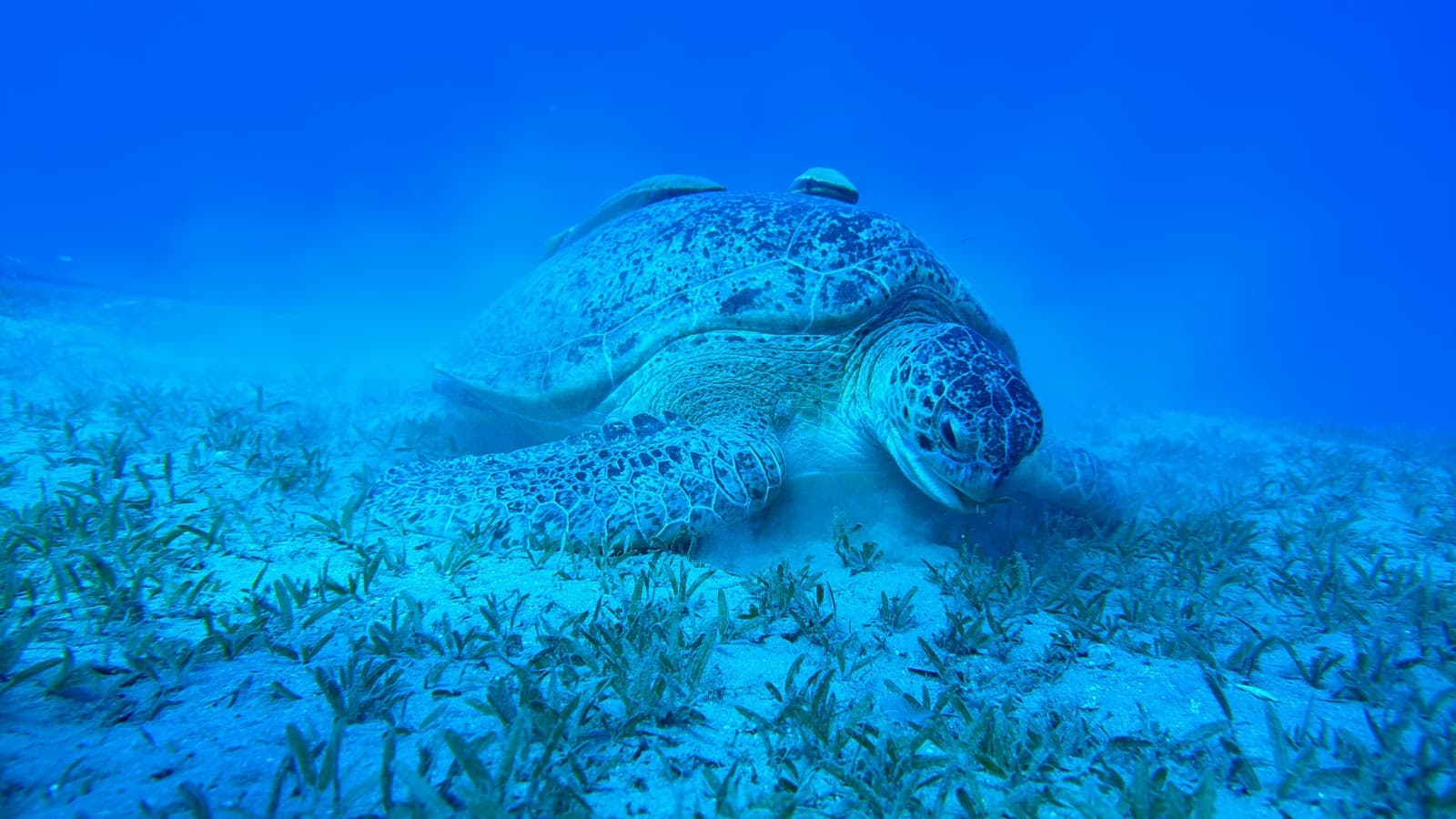 Subex Red Sea