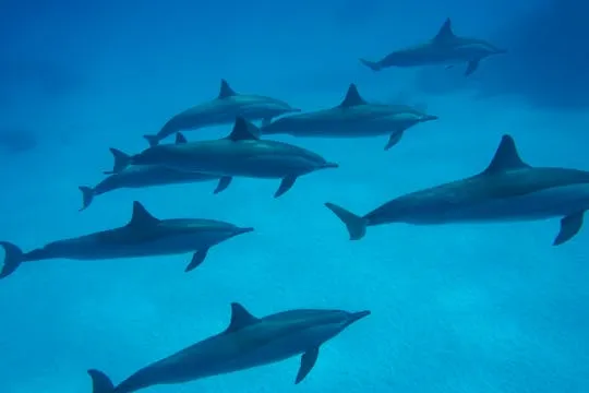 Dolphin House snorkeling cruise and diving for beginners in Marsa Alam