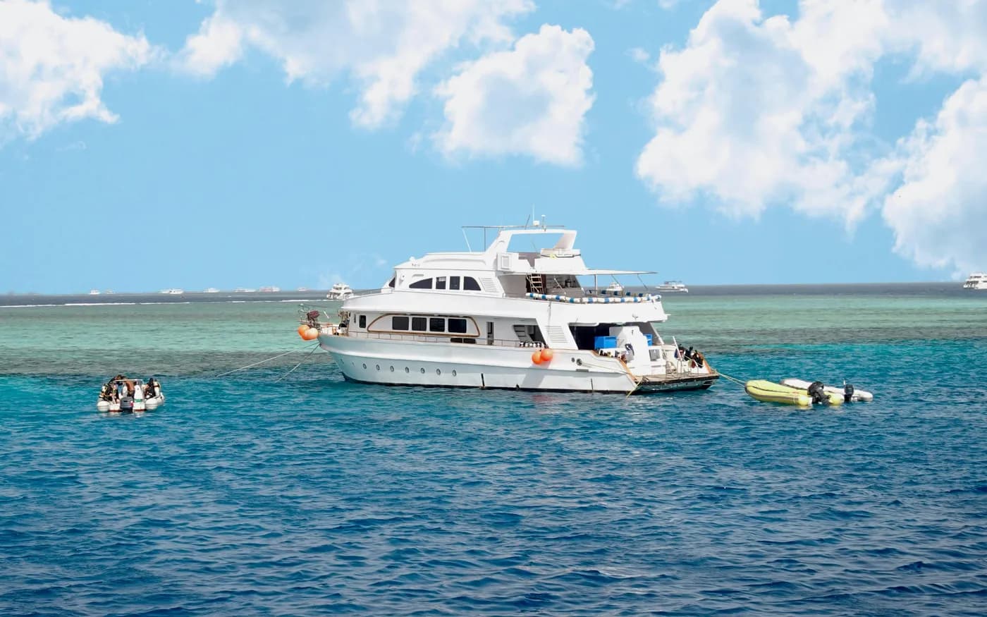 Dolphin House: crociera VIP con snorkeling, buffet, massaggio e transfer