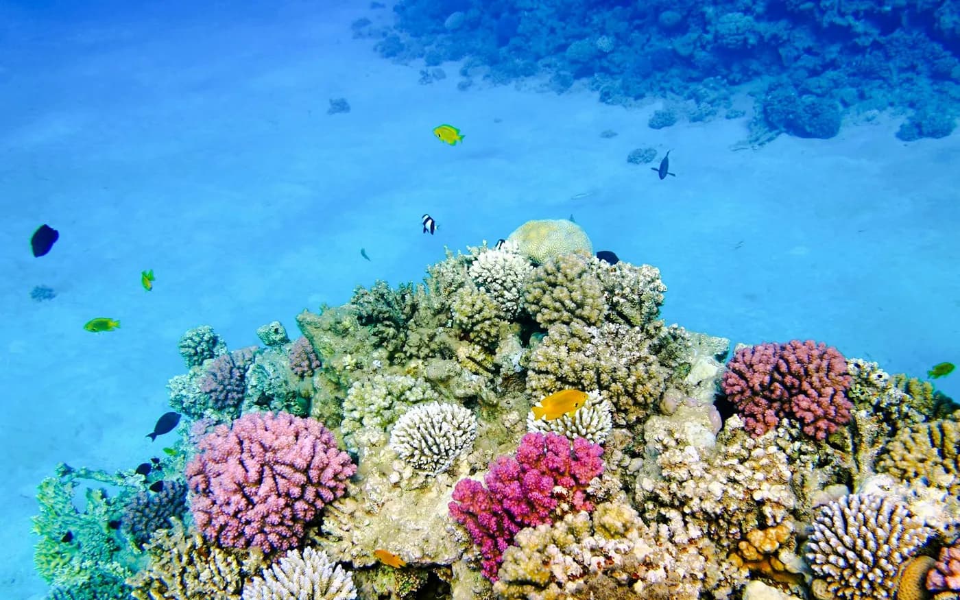 From Sharm El-Sheikh: Ras Mohamed & White Island Diving & Snorkeling Cruise with BBQ Lunch & Transfers