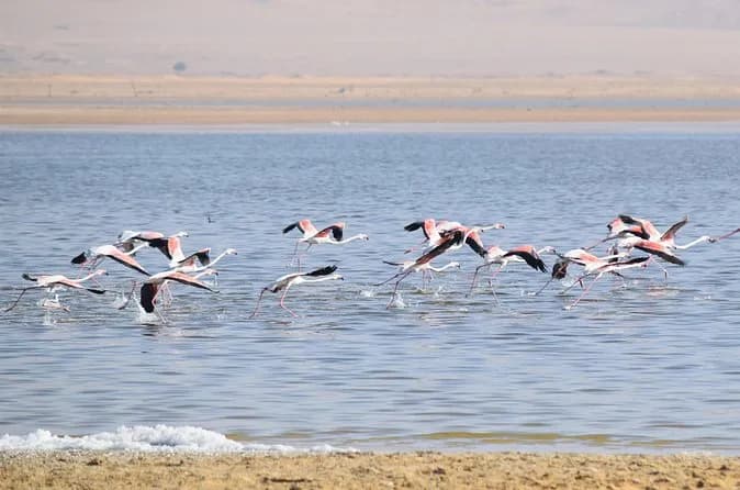 Observation des oiseaux au Fayoum : expérience privée d'une journée
