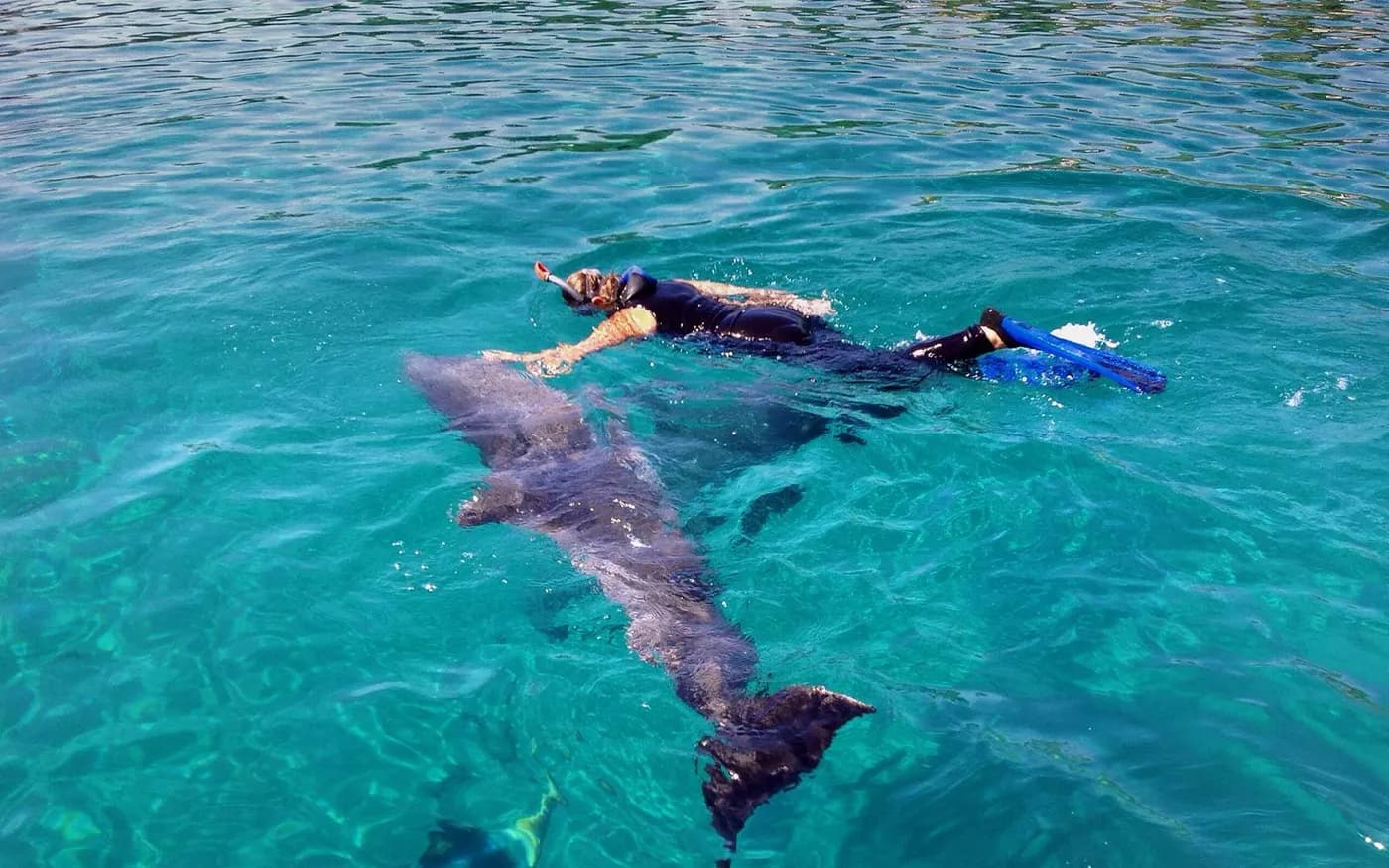 Giftun: tour de las 6 islas en lancha rápida con avistamiento de delfines, snorkel, almuerzo y traslados